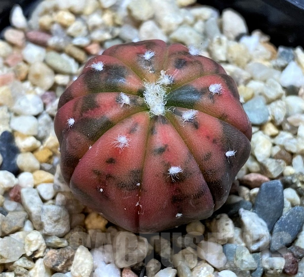 SH3604 Astrophytum asterias ‘Purple Skin Red’ f. variegata