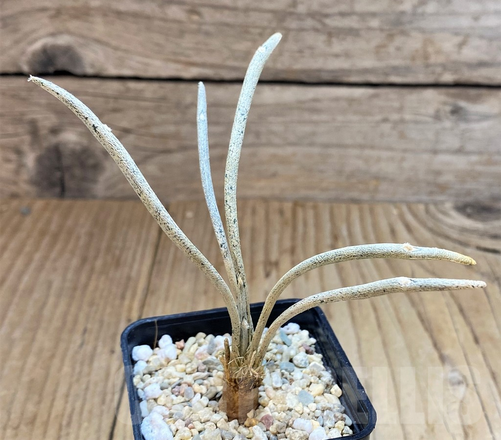 SH3605 Astrophytum caput-medusae