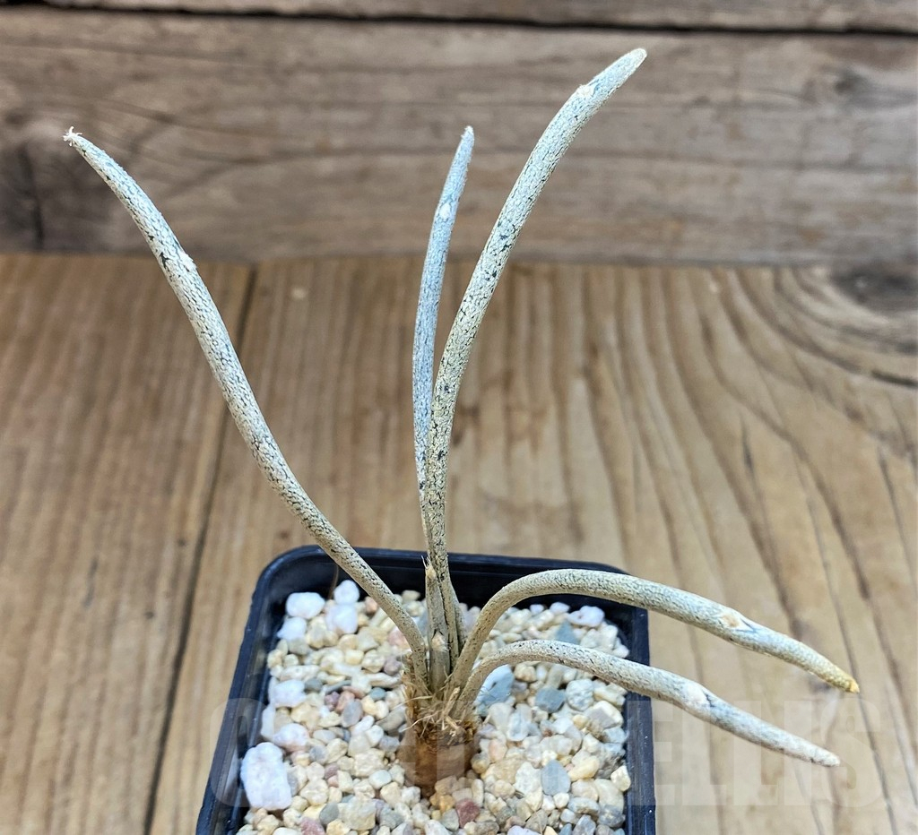 SH3605 Astrophytum caput-medusae - Imagen 2