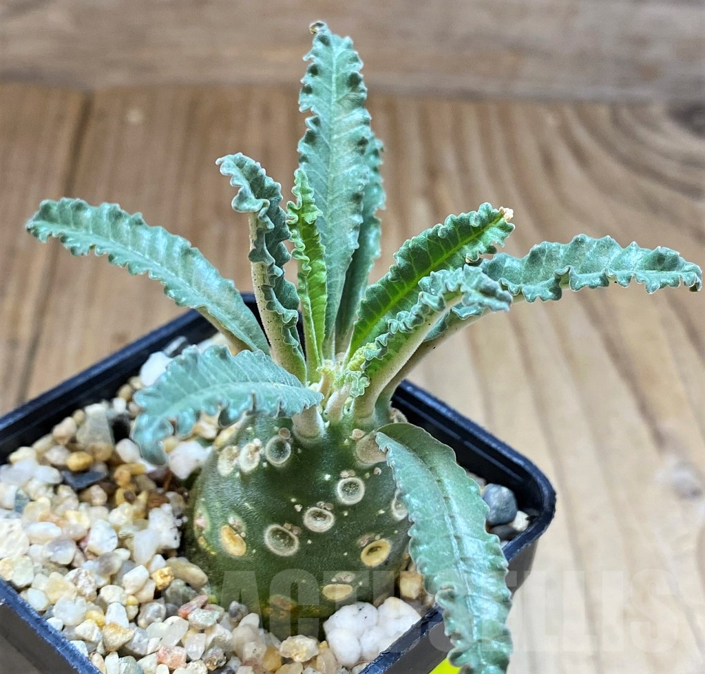 SH3606 Dorstenia lavrani - Image 2