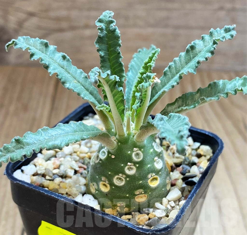 SH3606 Dorstenia lavrani