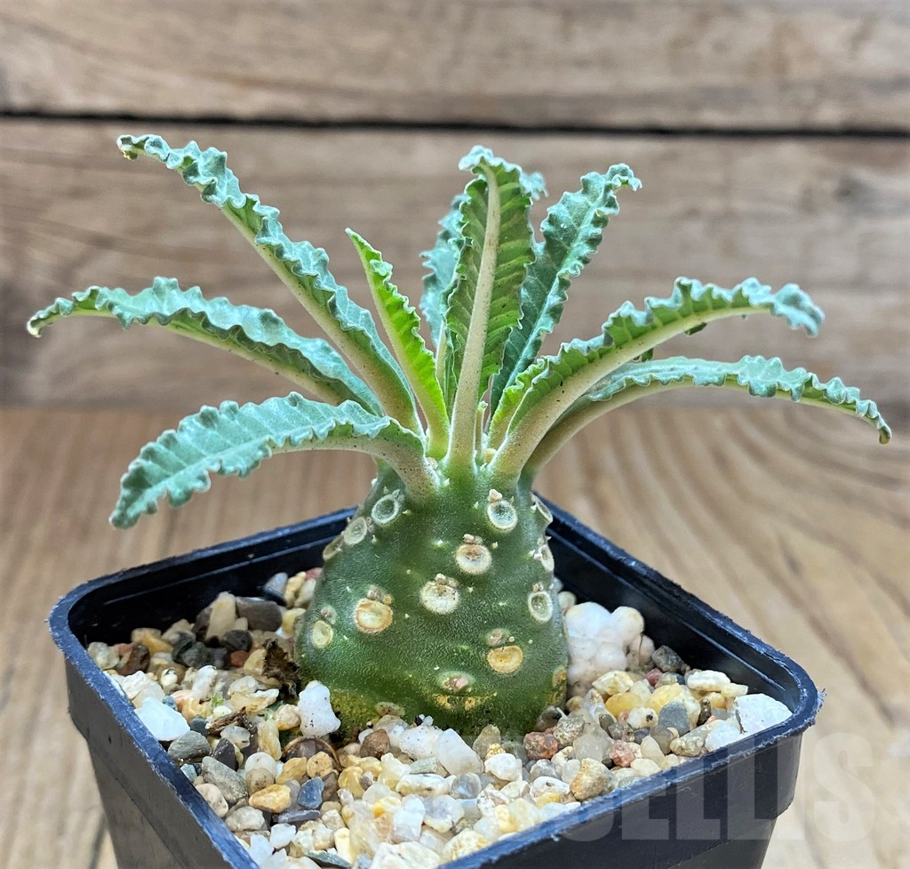 SH3606 Dorstenia lavrani - Image 3