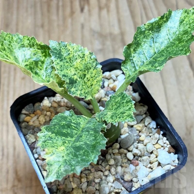 SH3703 Dorstenia hybrid f. variegata