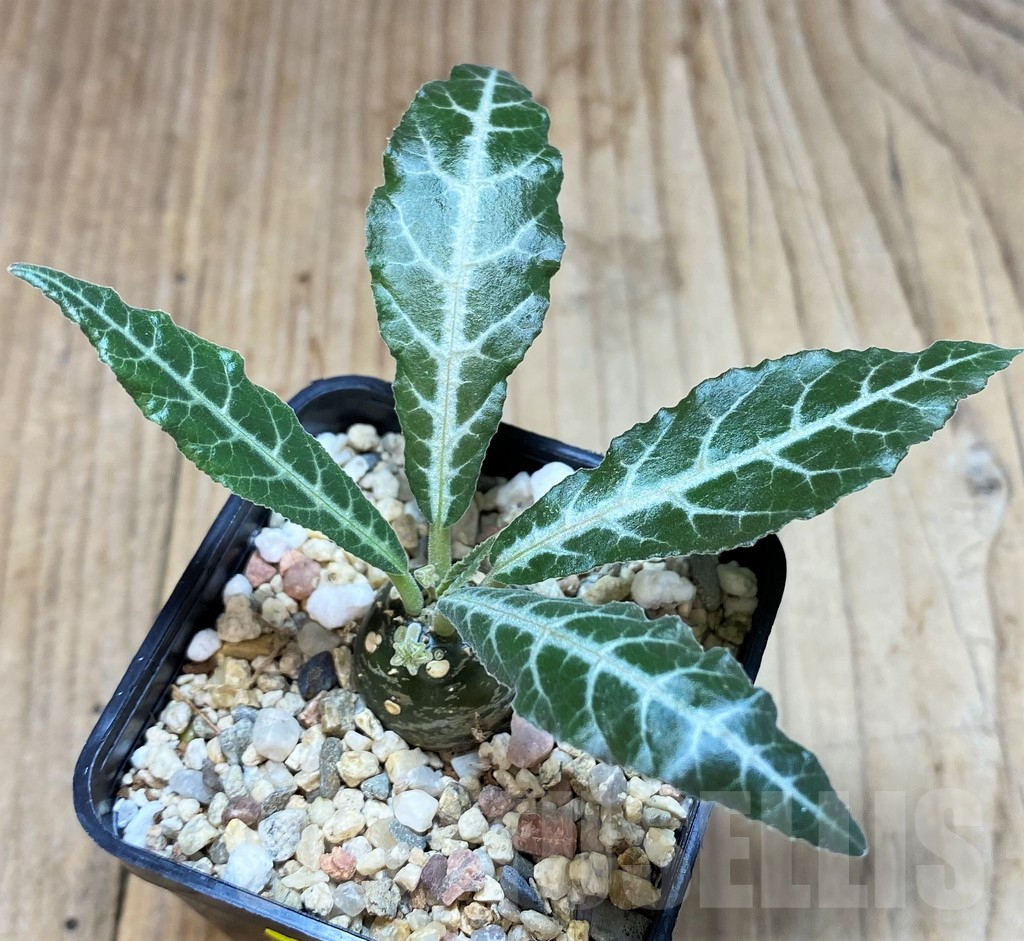 SH3706 Dorstenia lancifolia