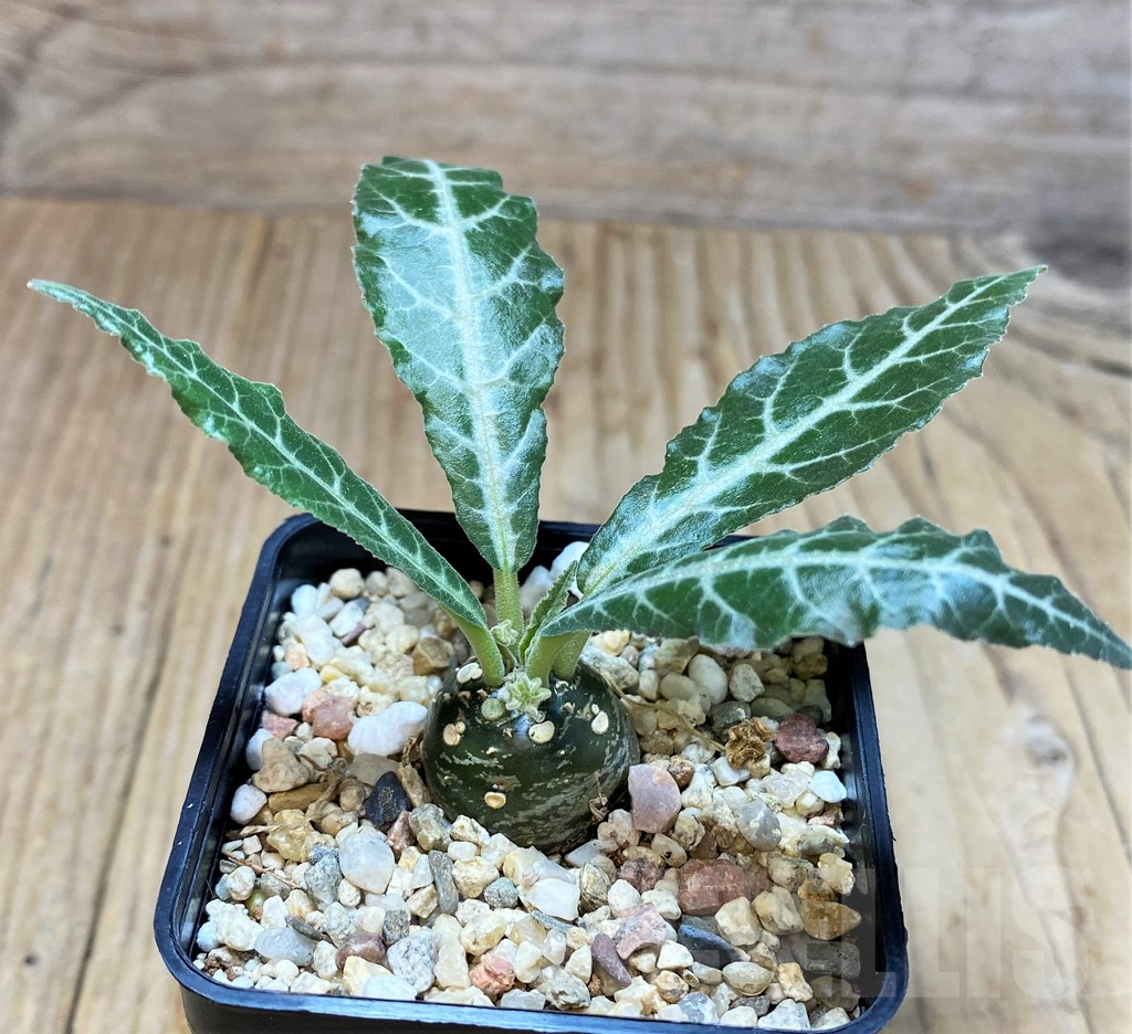 SH3706 Dorstenia lancifolia - immagine 2