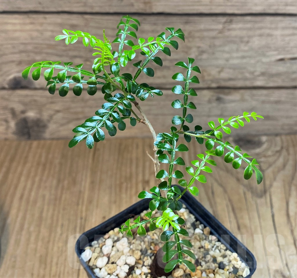 SH3710 Operculicarya pachypus