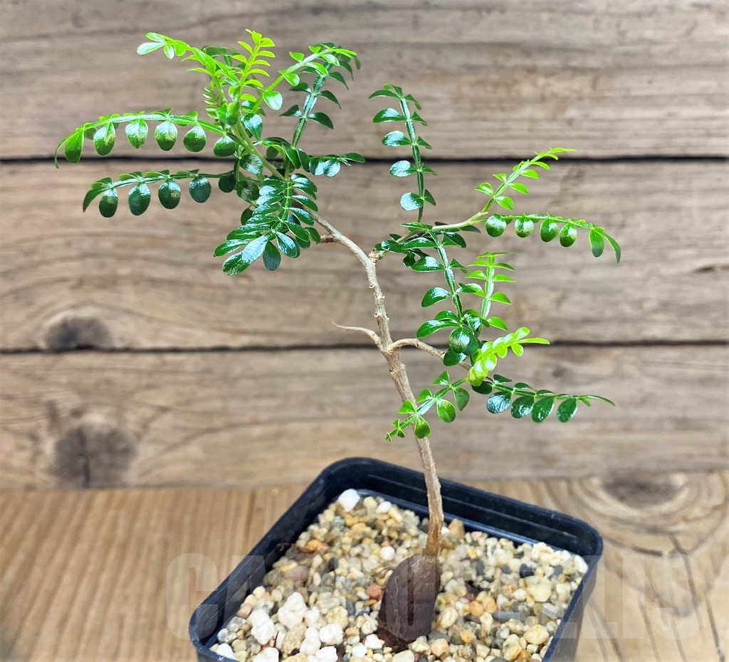 SH3710 Operculicarya pachypus – Bild 2