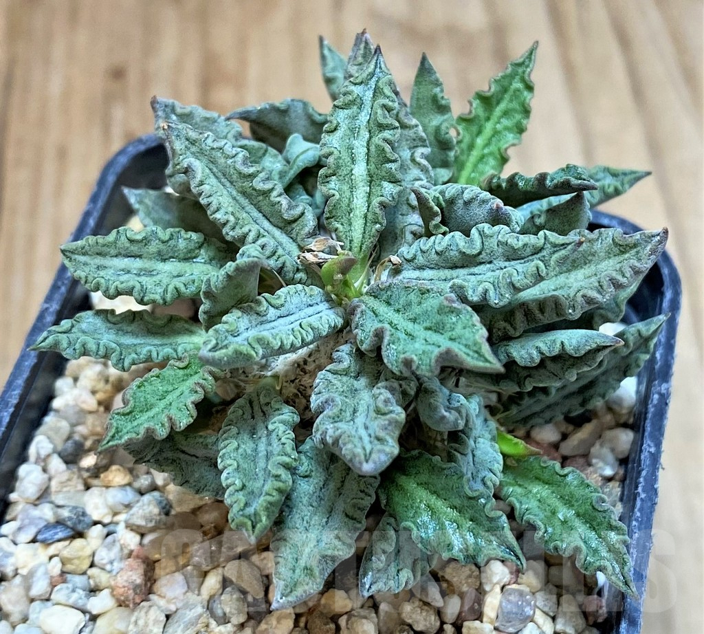 SH3712 Euphorbia tulearensis