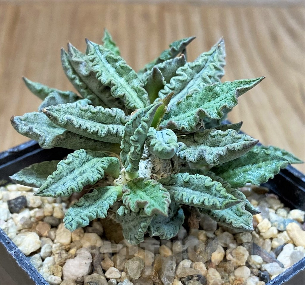 SH3712 Euphorbia tulearensis - Image 2