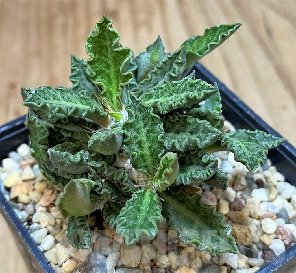 SH3713 Euphorbia tulearensis