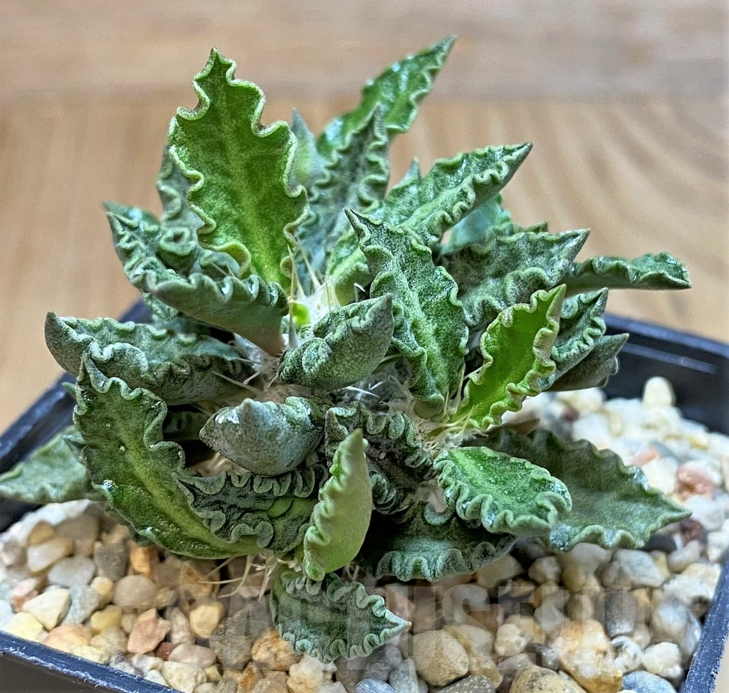 SH3713 Euphorbia tulearensis - immagine 2