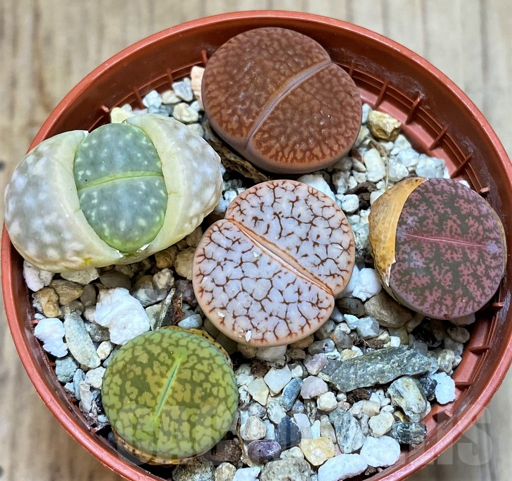 SH3718 Lithops mix