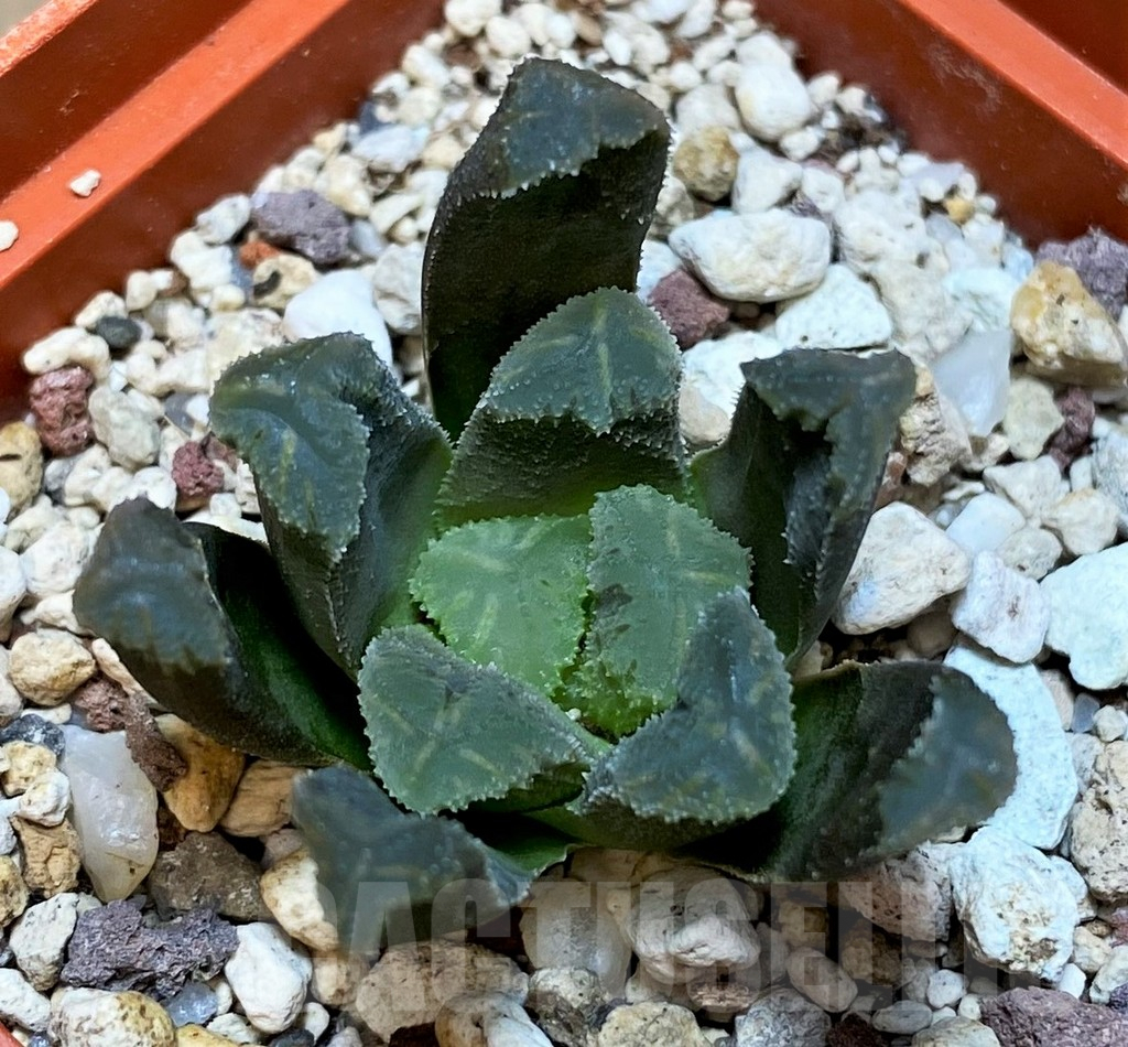 SH3708 Haworthia maughanii x cooperi - Image 2