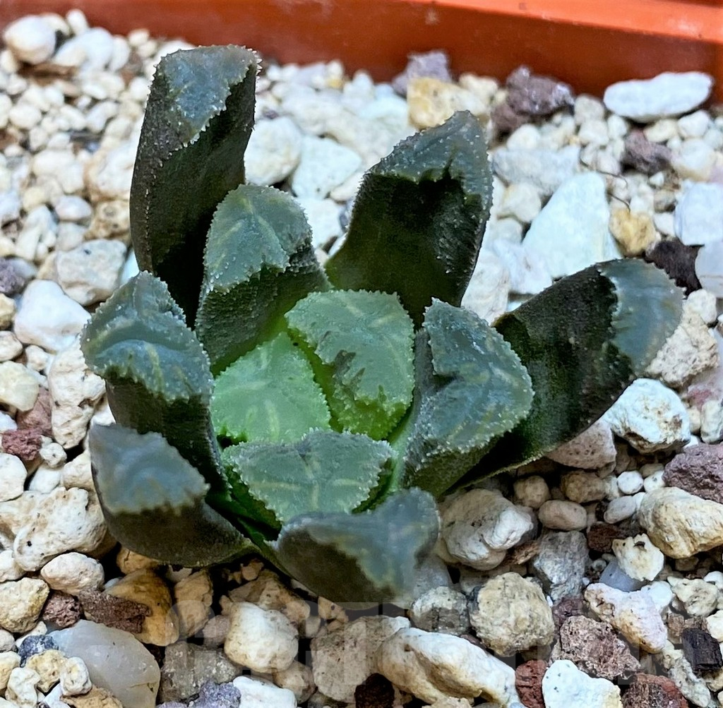 SH3708 Haworthia maughanii x cooperi