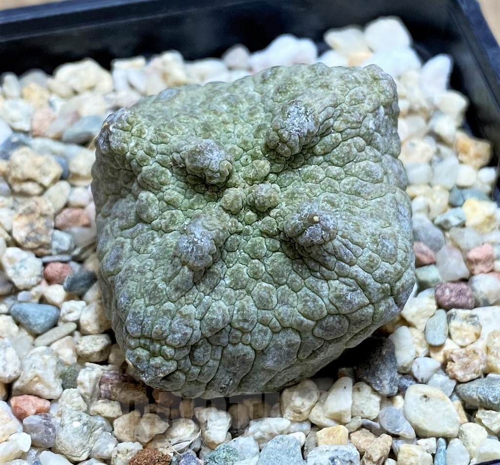 SH3675 Pseudolithos cubiformis