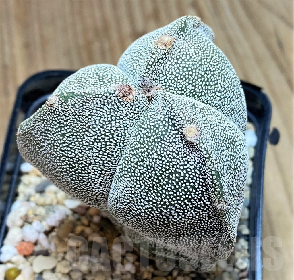 SH3669 Astrophytum myriostigma f. tricostatum