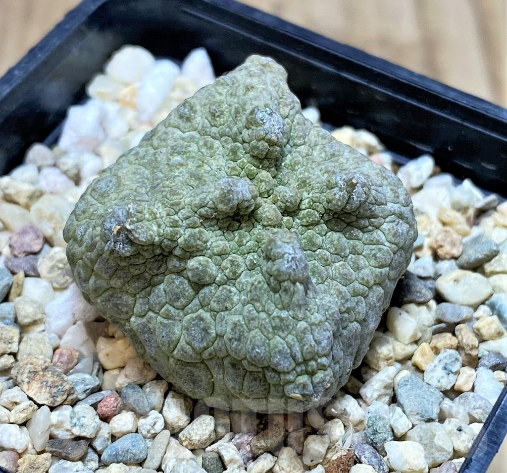 SH3675 Pseudolithos cubiformis - Image 2