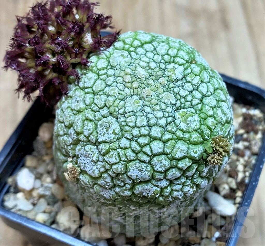 SH3678 Pseudolithos migiurtinus