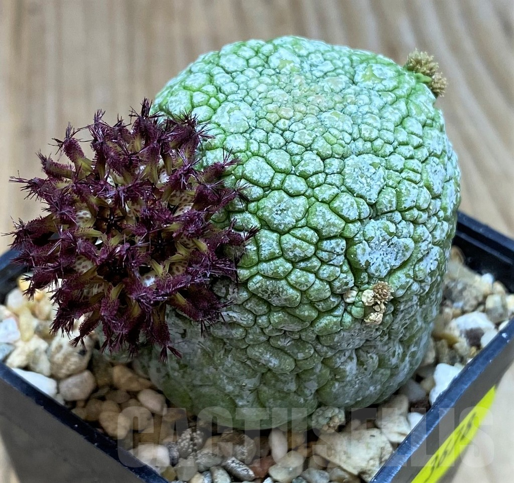 SH3678 Pseudolithos migiurtinus - Image 2