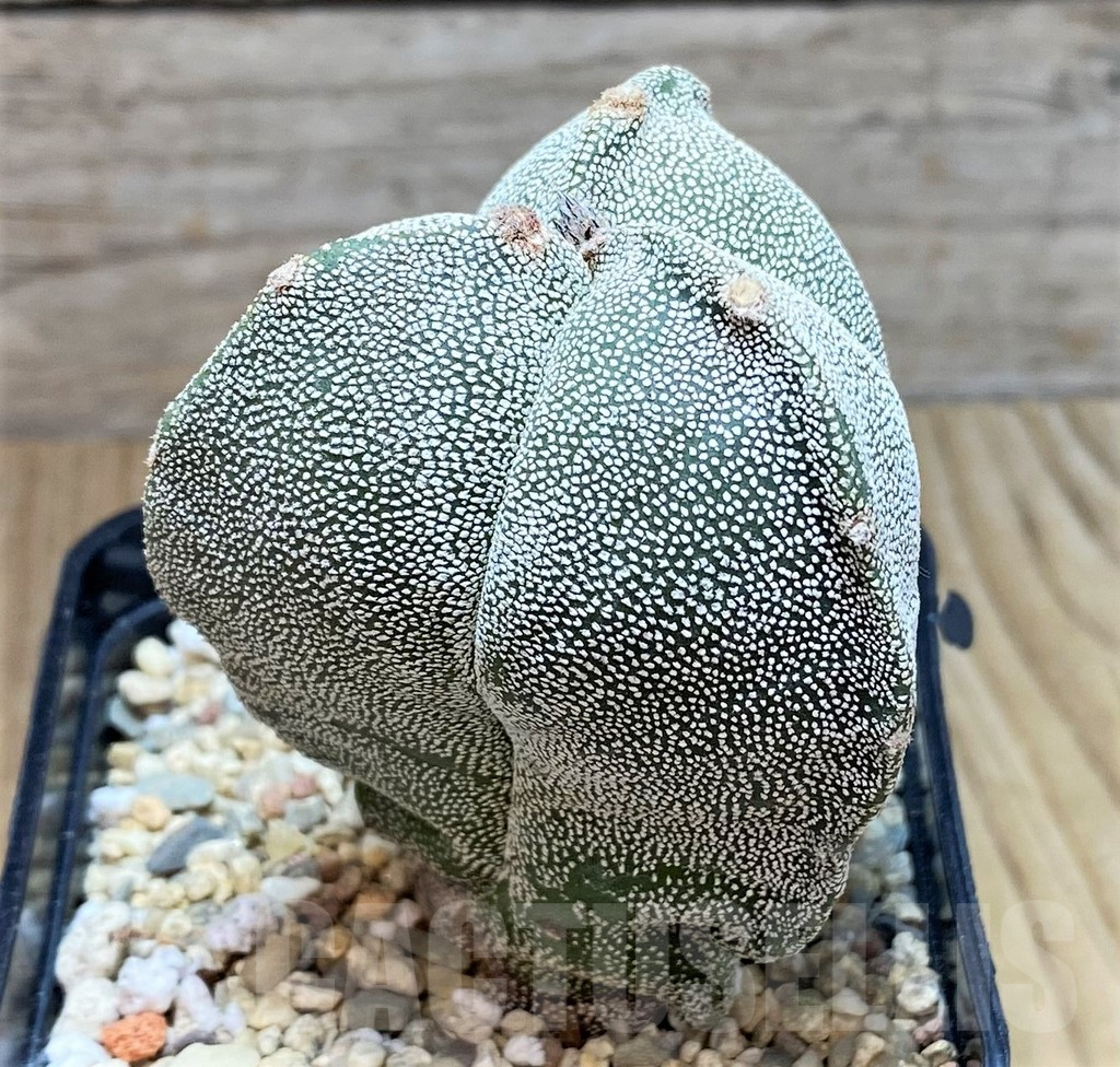 SH3669 Astrophytum myriostigma f. tricostatum - 画像 (2)
