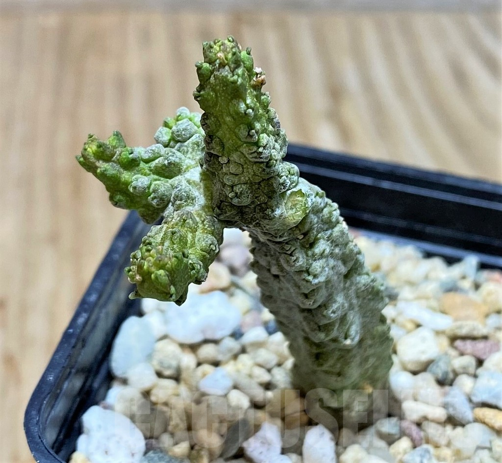 SH3681 Pseudolithos dodsonianus - Image 2