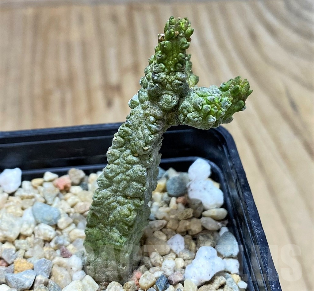 SH3681 Pseudolithos dodsonianus