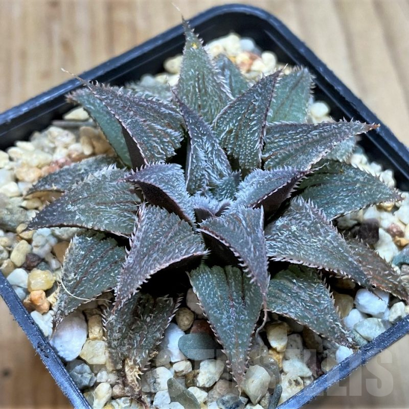 SH3682 Haworthia 'Bev's wonder' hybrid