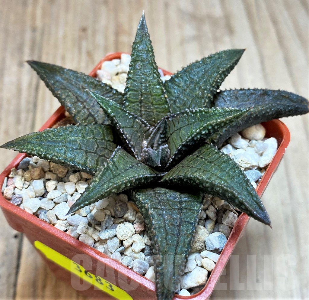 SH3683 Haworthia 'Dragon King' - Image 3