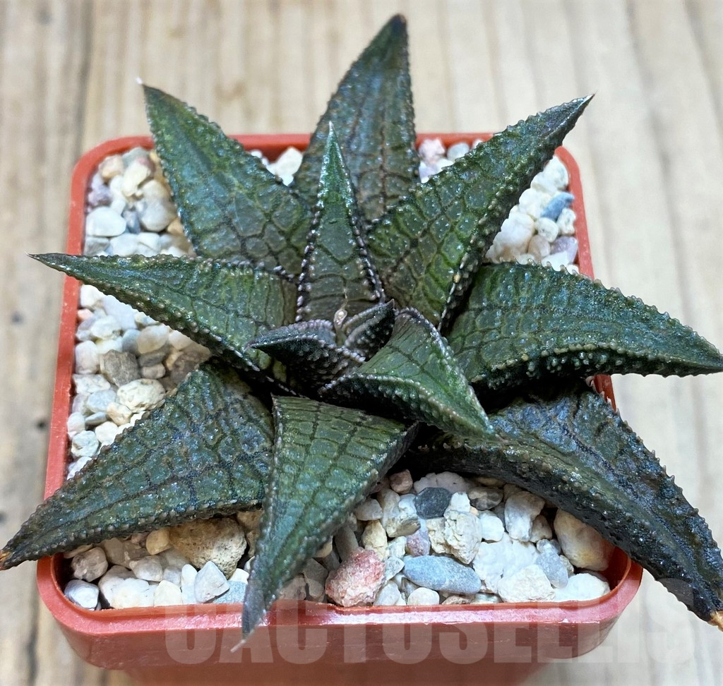 SH3683 Haworthia 'Dragon King' - Image 2