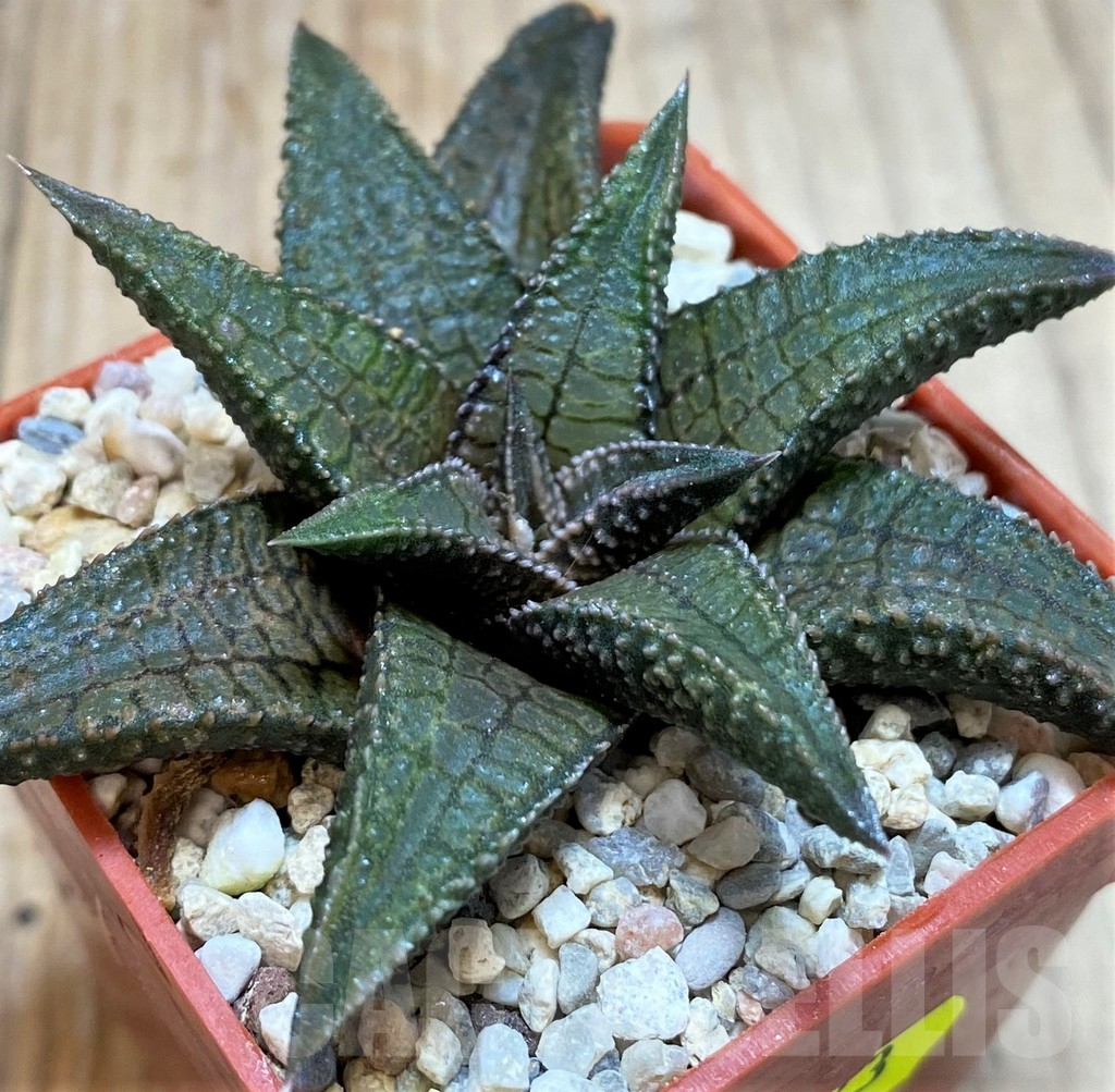 SH3683 Haworthia 'Dragon King'