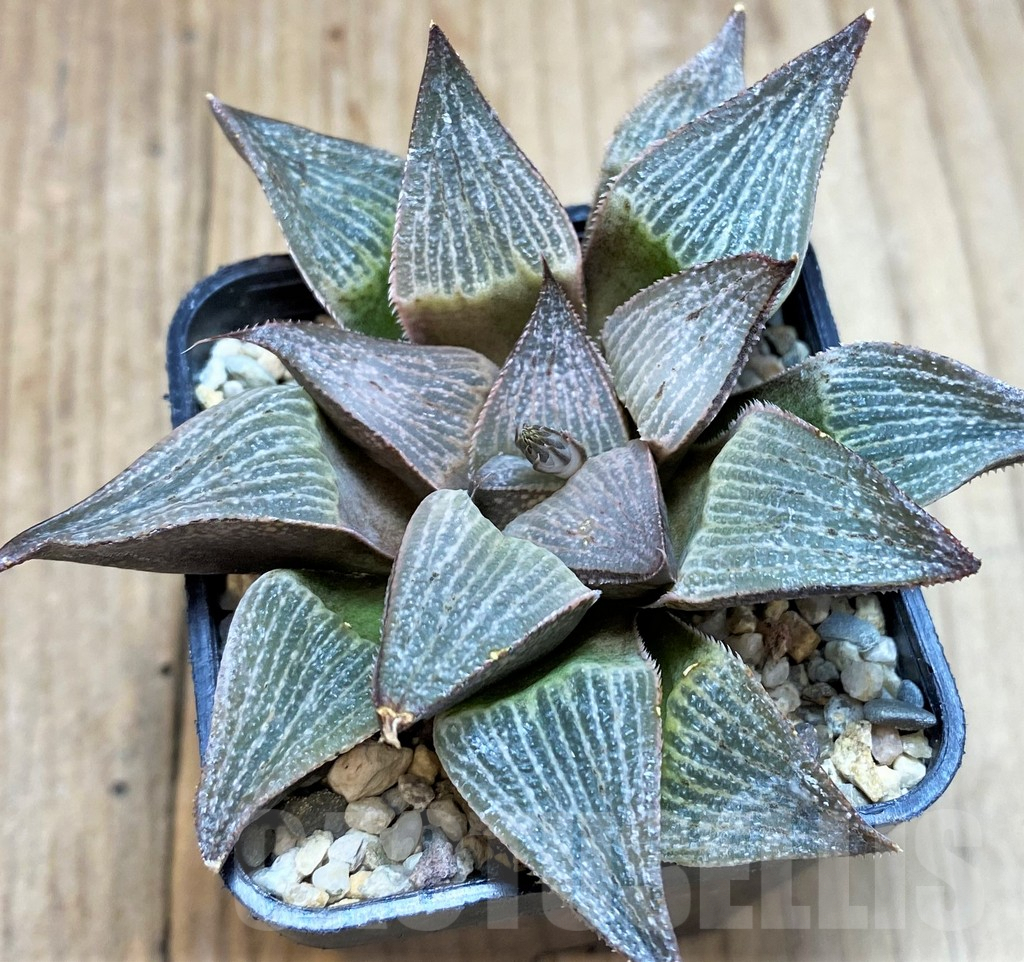 SH3685 Haworthia magnifica hybrid - Obrázek 2