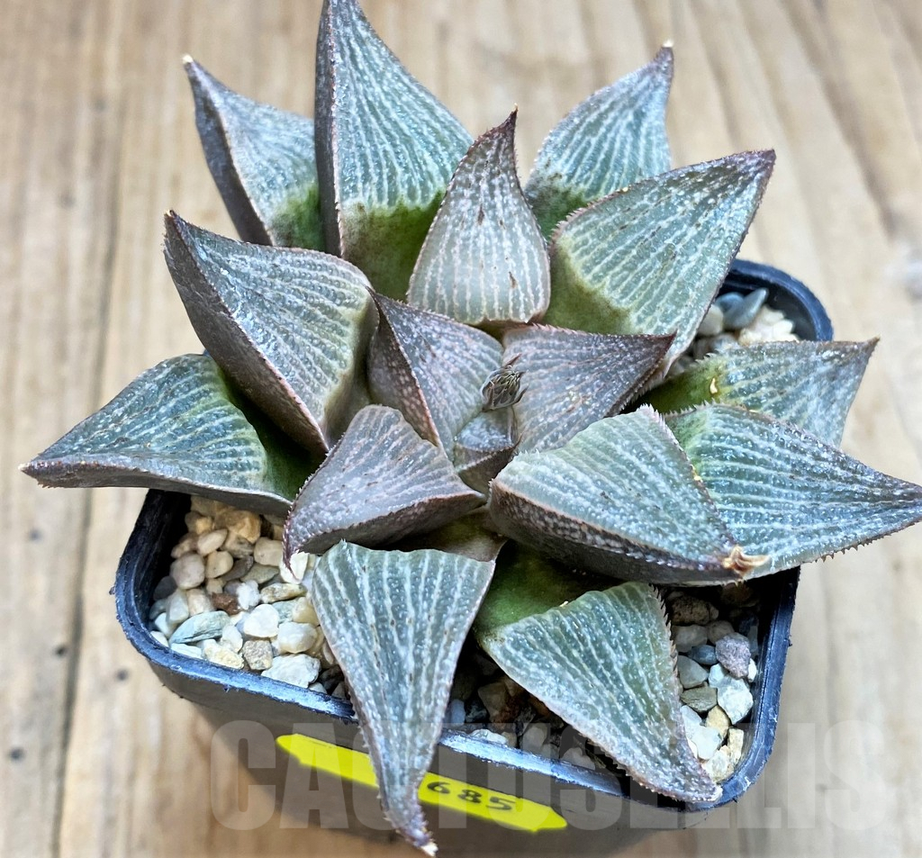 SH3685 Haworthia magnifica hybrid