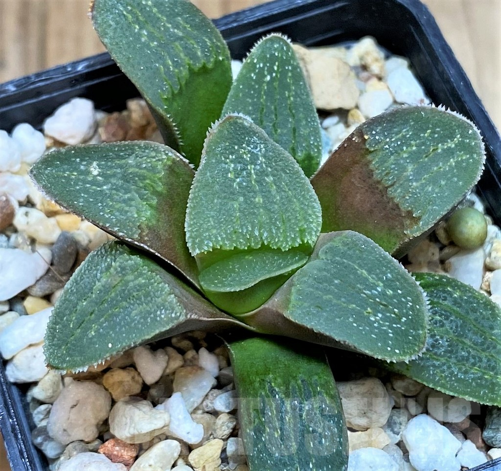 SH3687 Haworthia pygmaea