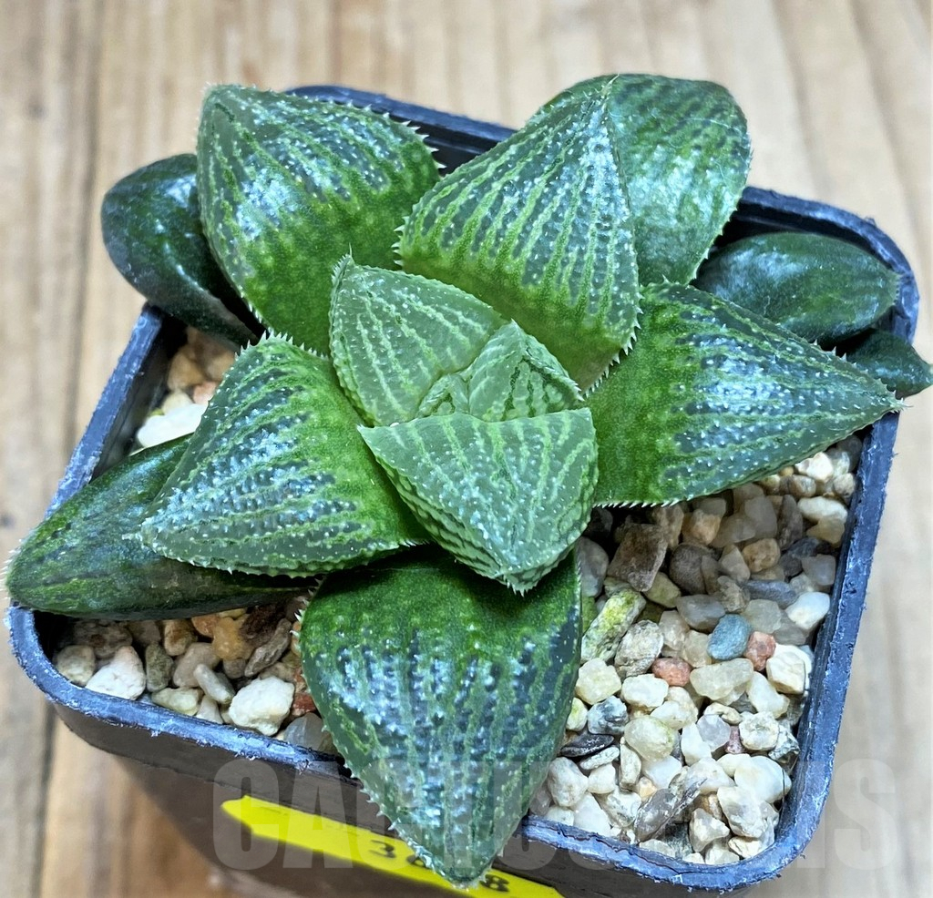 SH3688 Haworthia obtusa hybrid