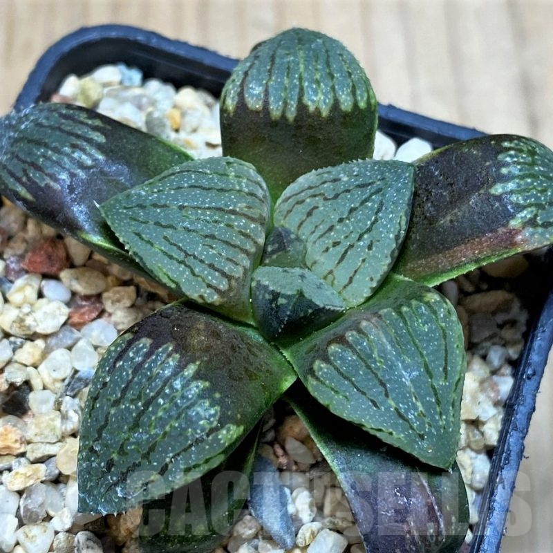 SH3689 Haworthia picta -Japan-