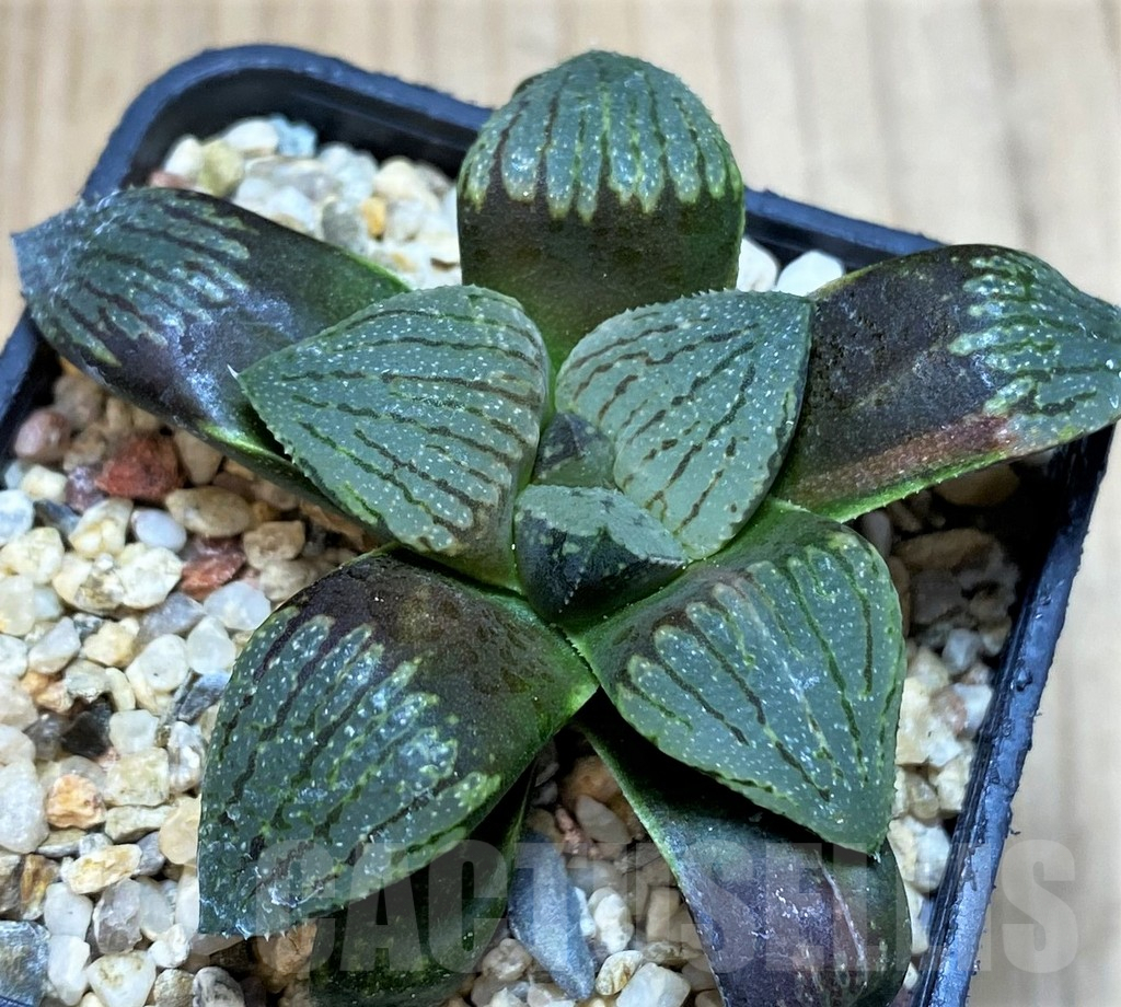 SH3689 Haworthia picta -Japan-