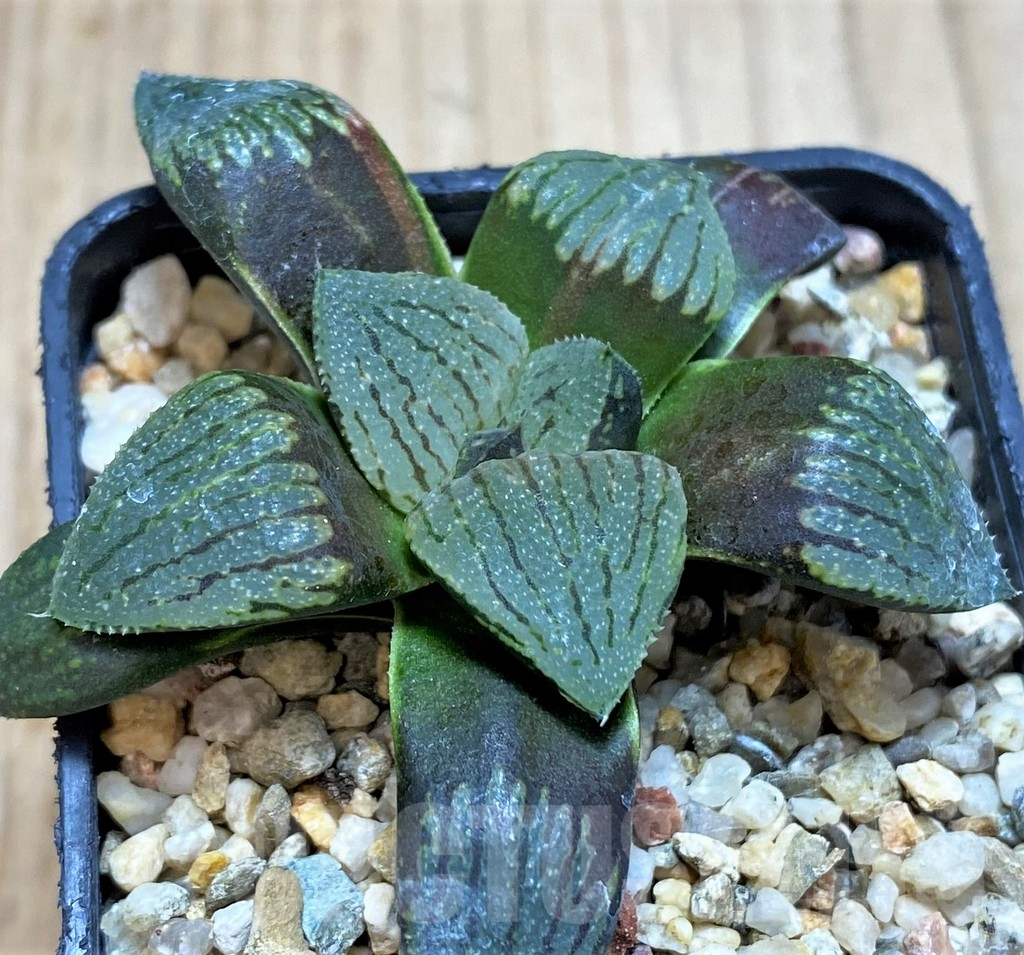 SH3689 Haworthia picta -Japan- - Imagen 2