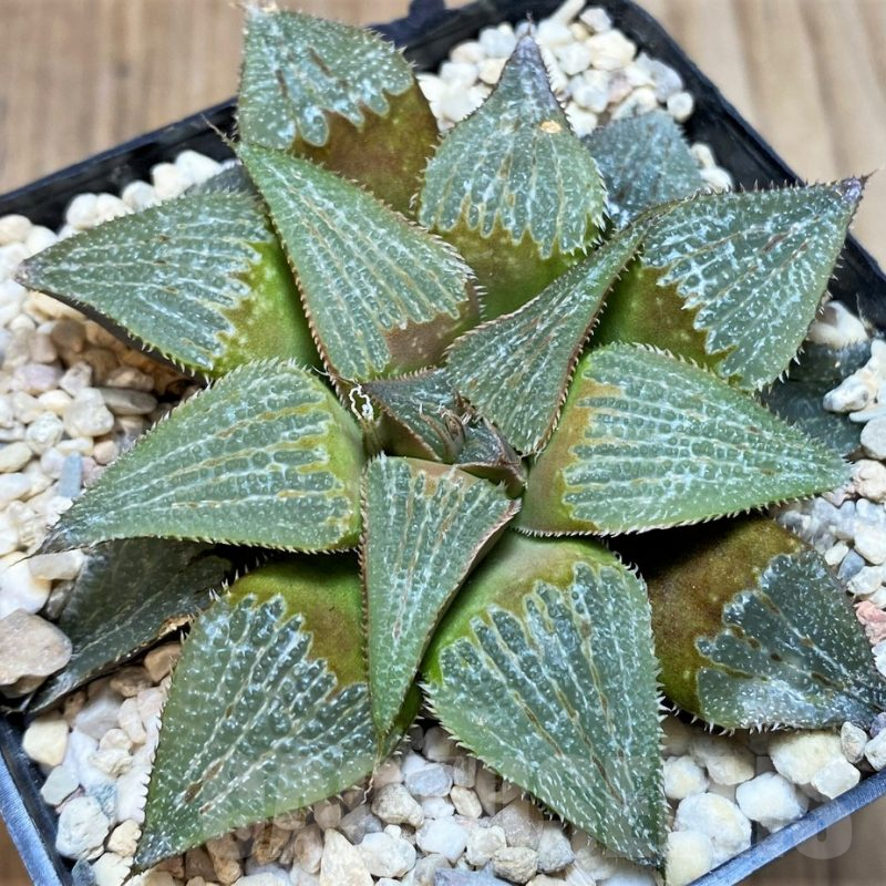 SH3690 Haworthia ‘Bev’s wonder’ hybrid