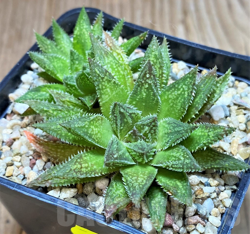 SH3691 Haworthia reticulata x 'Gorbi' x Haworthia picta x ‘Kegazato’