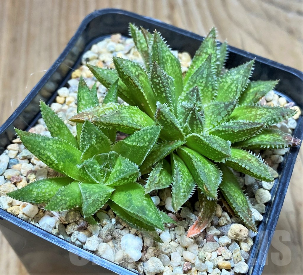 SH3691 Haworthia reticulata x 'Gorbi' x Haworthia picta x ‘Kegazato’ - immagine 2