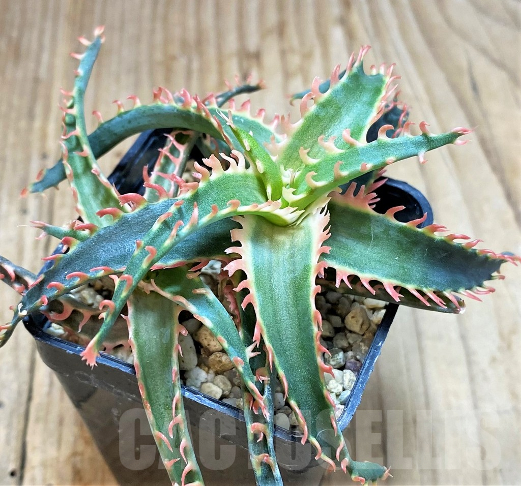 SH3693 Aloe TCT hybrid - Image 4