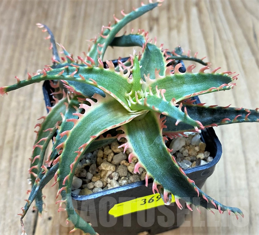 SH3693 Aloe TCT hybrid - Image 3