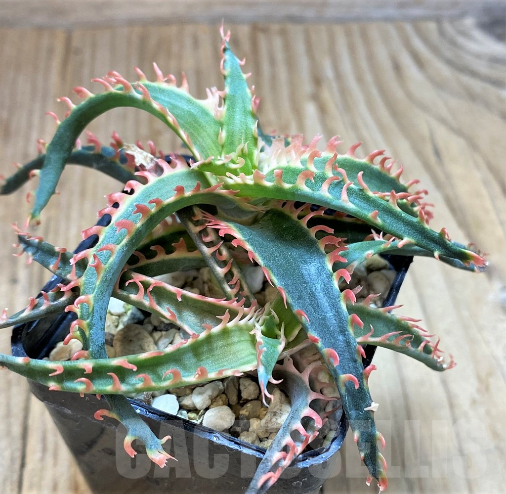 SH3693 Aloe TCT hybrid - Image 2