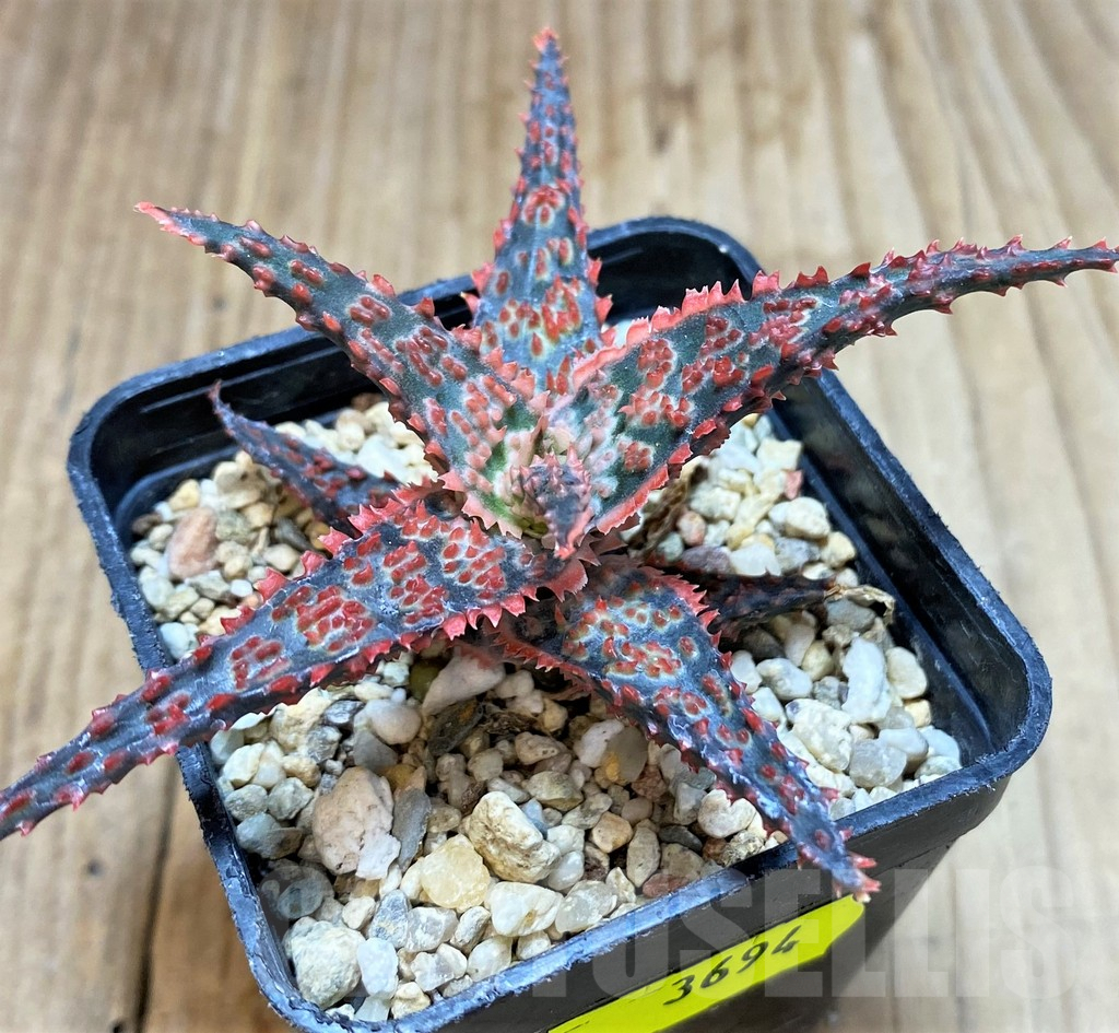 SH3694 Aloe TCT hybrid - Imagen 2