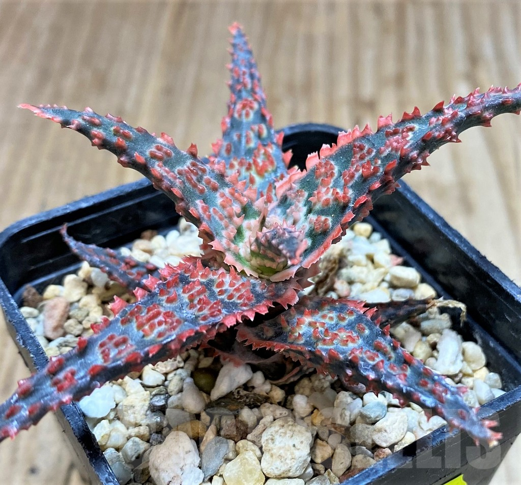 SH3694 Aloe TCT hybrid