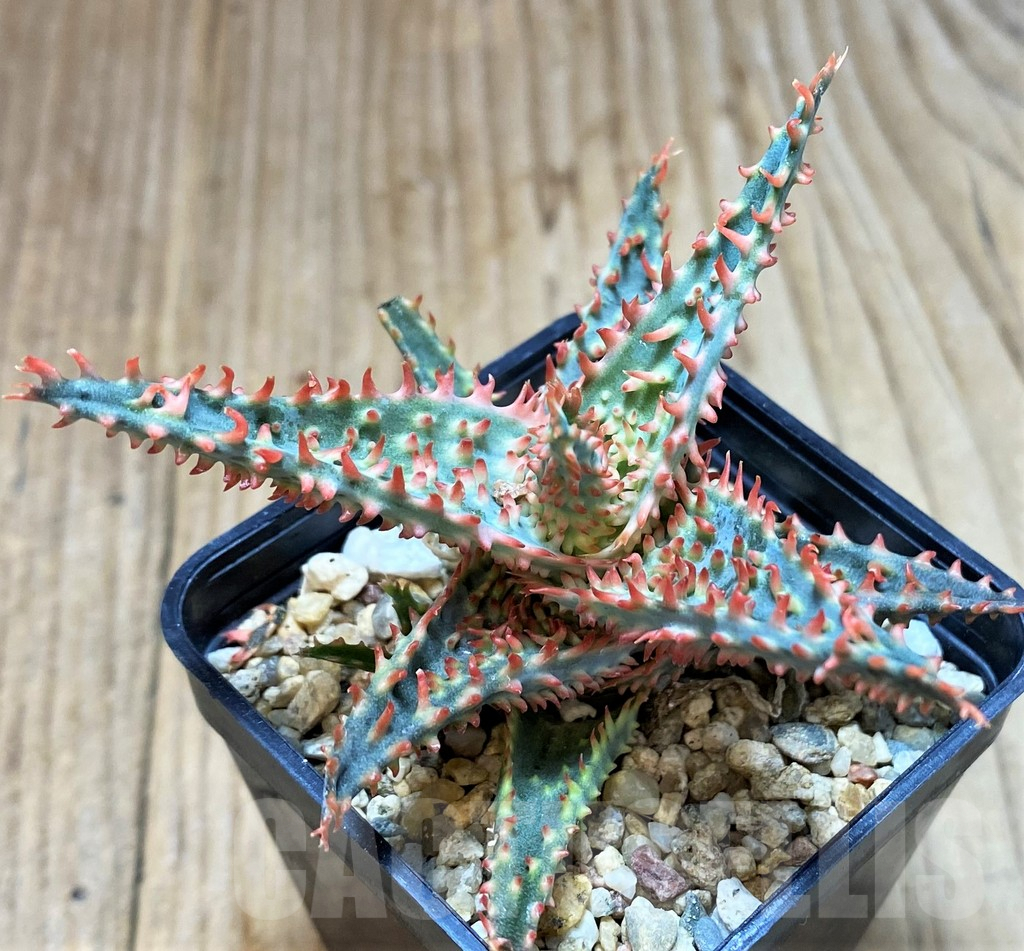 SH3695 Aloe TCT hybrid - immagine 3