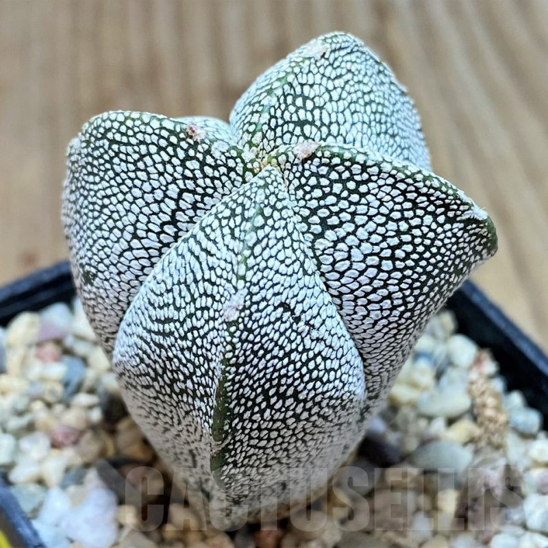 SH3671 Astrophytum myriostigma 'Onzuka'  f. quadricostatum