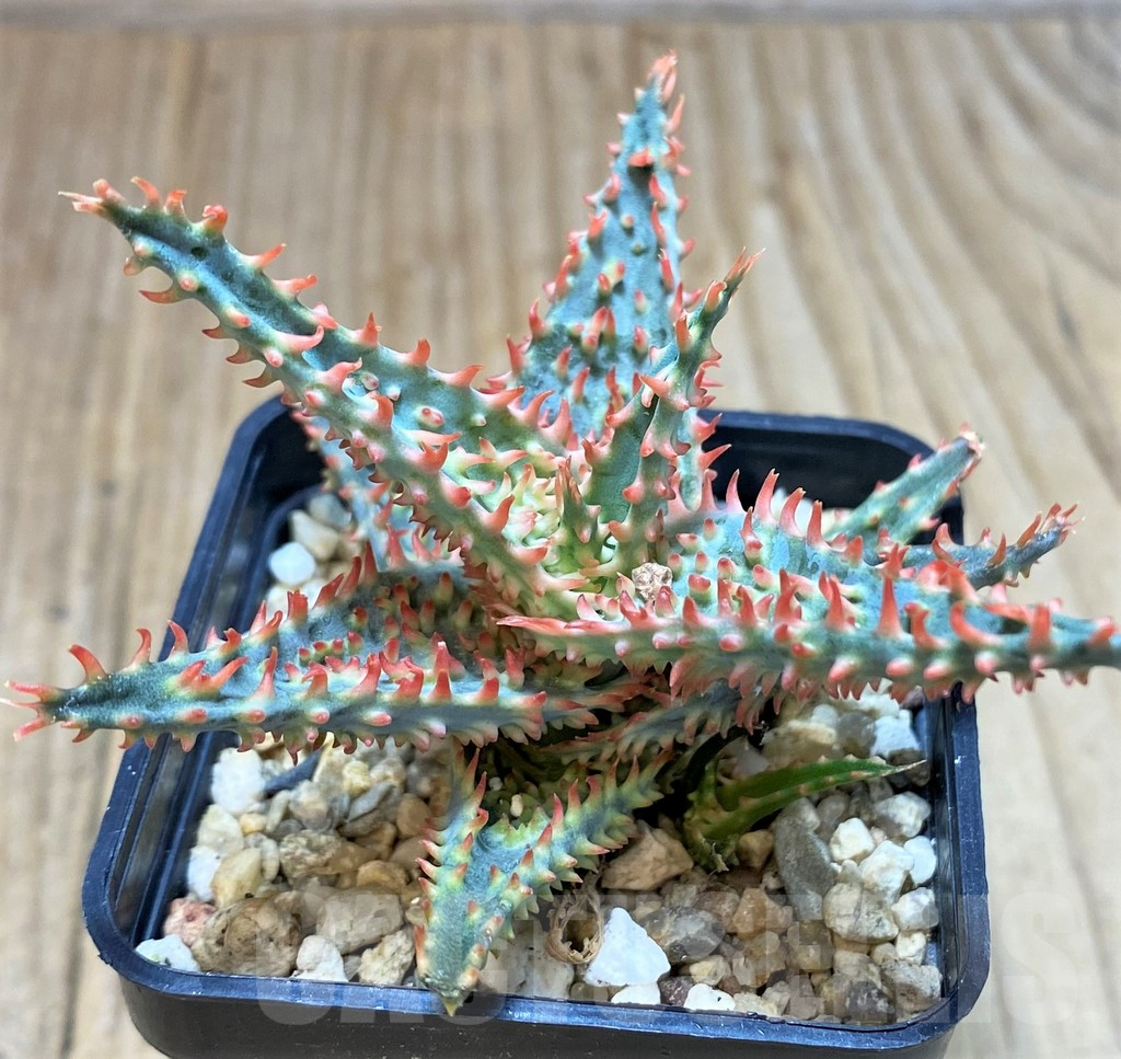 SH3695 Aloe TCT hybrid - immagine 2