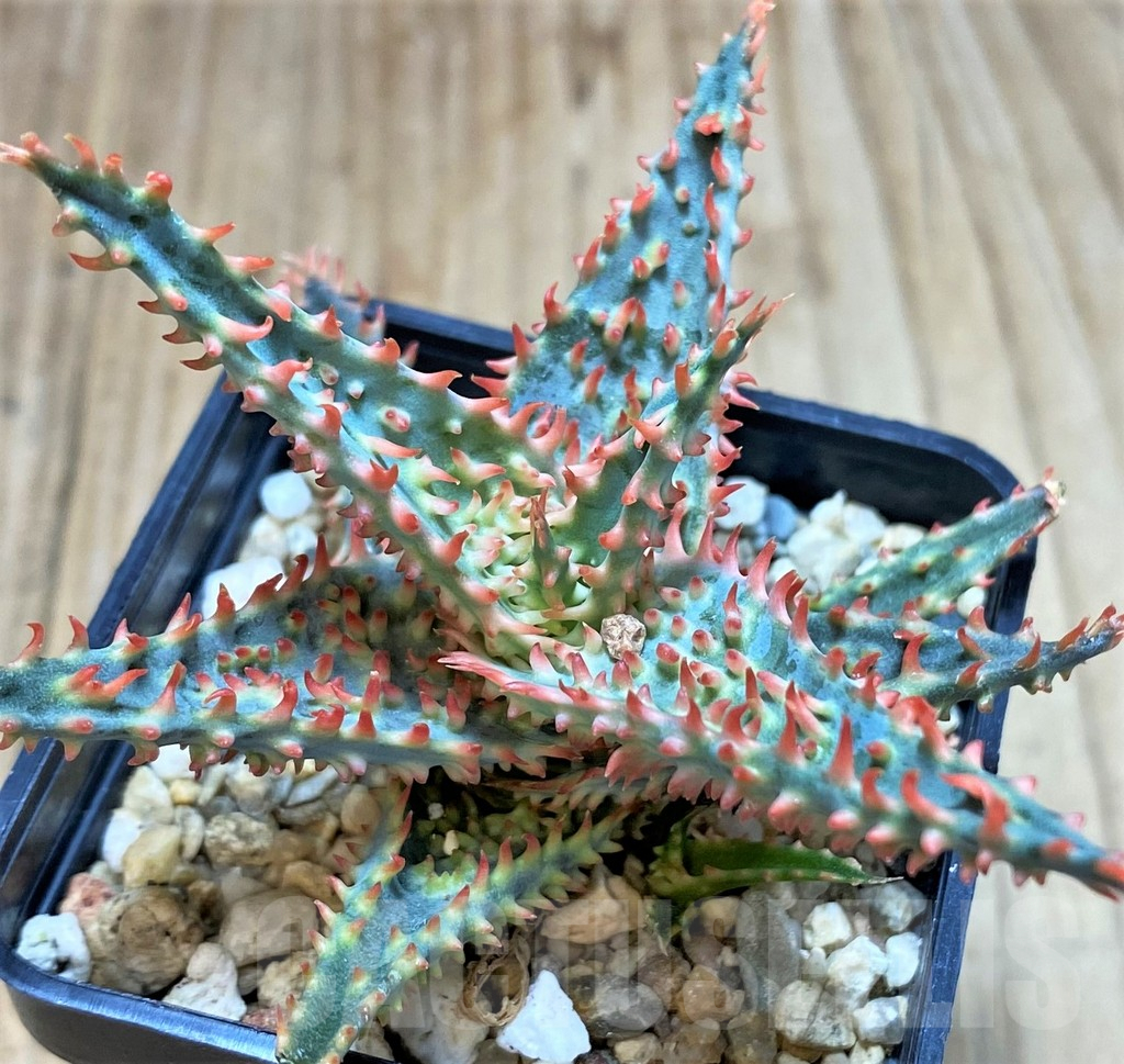 SH3695 Aloe TCT hybrid