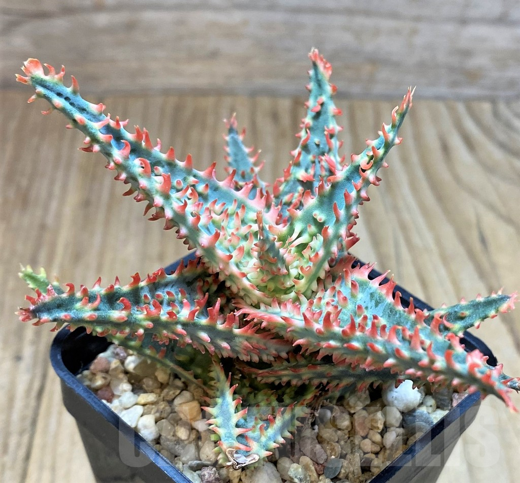 SH3696 Aloe TCT hybrid